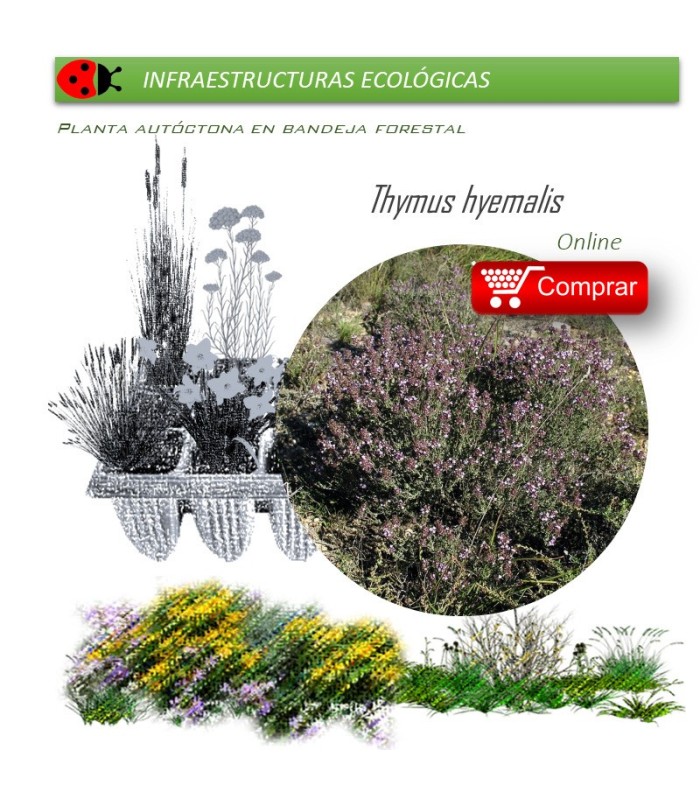 comprar Thymus hyemalis