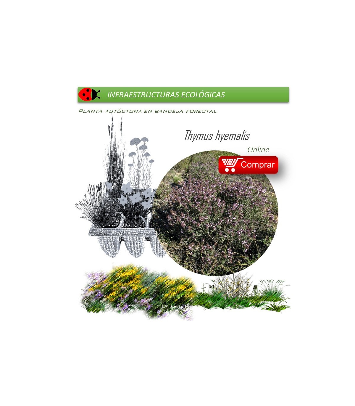 comprar Thymus hyemalis
