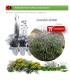 comprar lavandula dentata