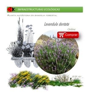 comprar lavandula dentata