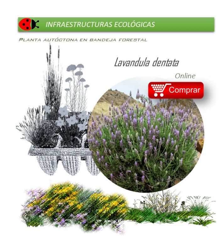 comprar lavandula dentata
