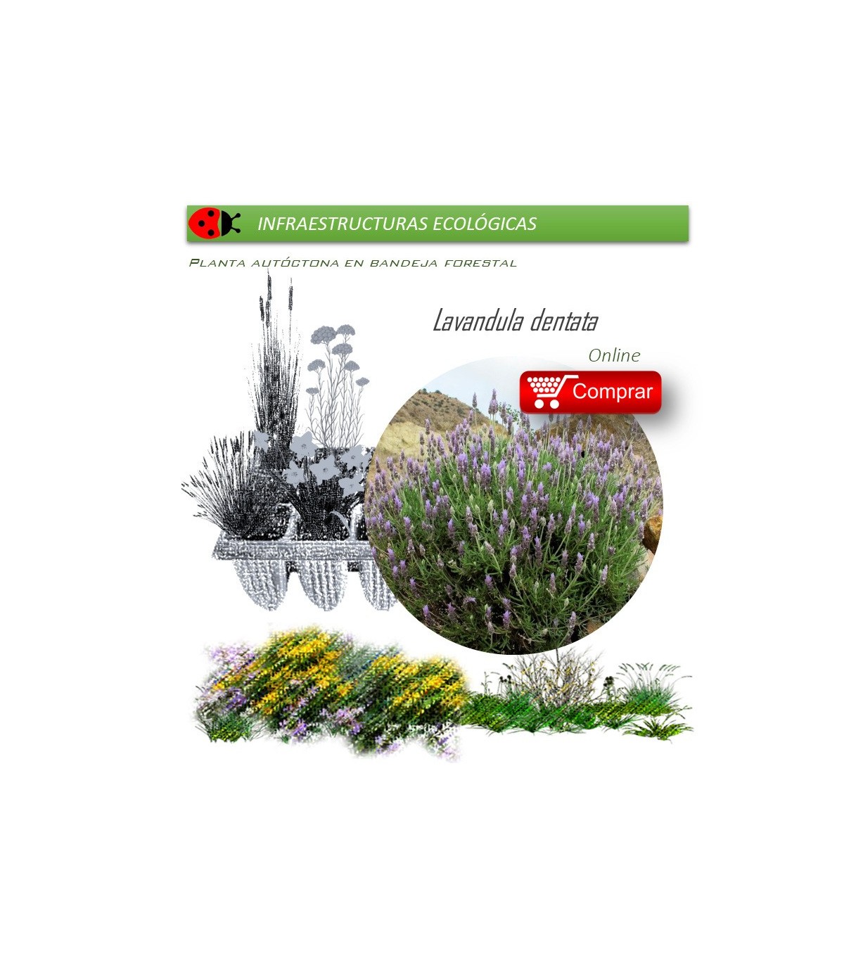 comprar lavandula dentata