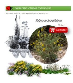 comprar Halimium halimifolium