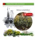 comprar Halimium atripicifolium