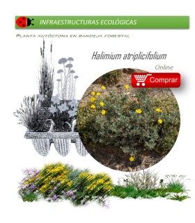 comprar Halimium atripicifolium