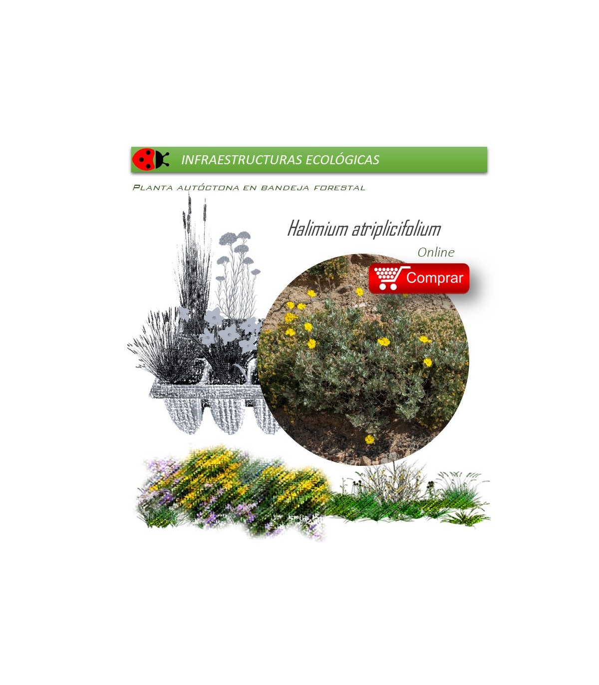 comprar Halimium atripicifolium