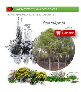 comprar pino carrasco pinus halepensis