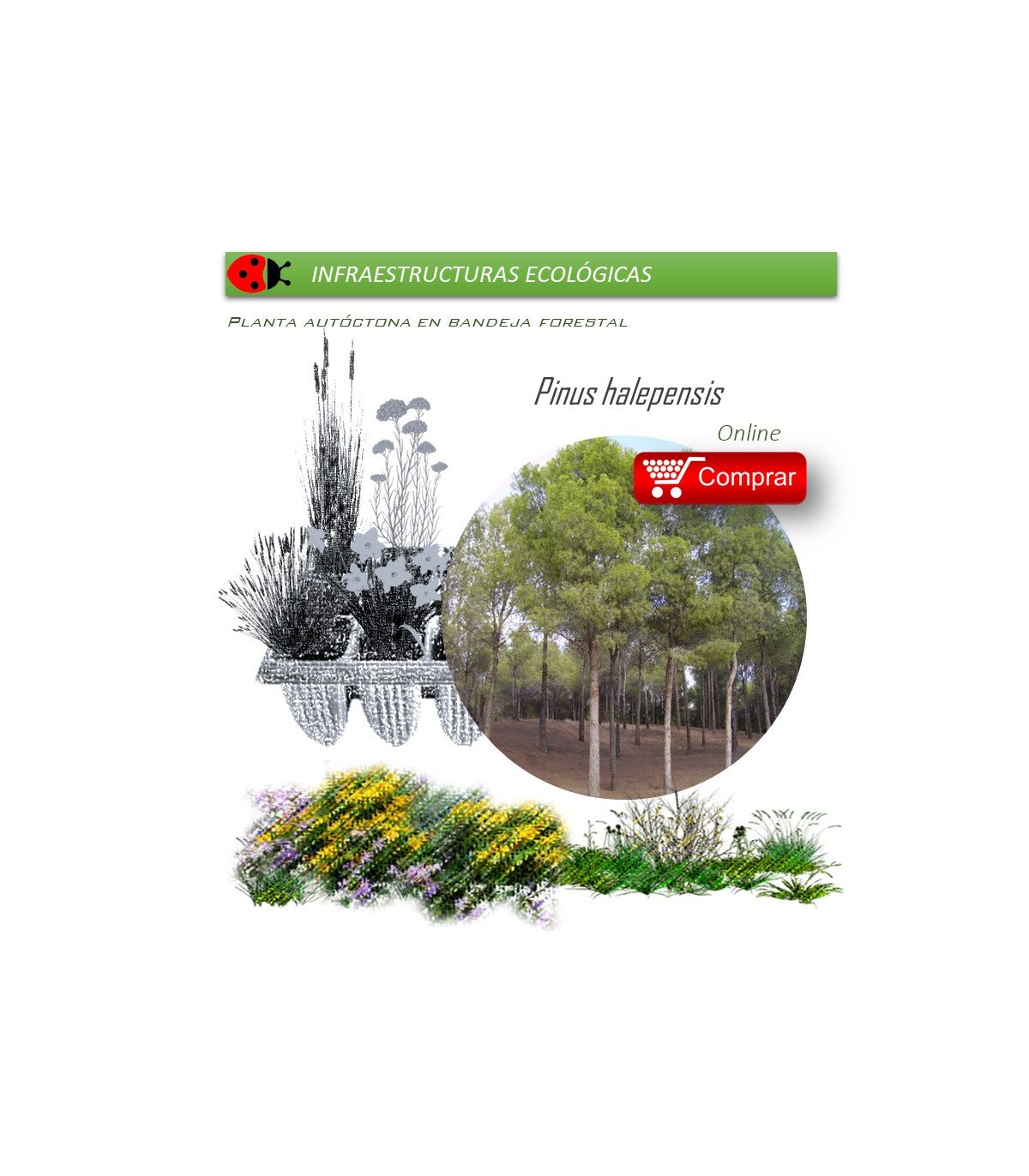 comprar pino carrasco pinus halepensis