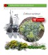 comprar Crithmum maritimum perejil de mar