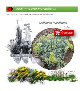comprar Crithmum maritimum perejil de mar