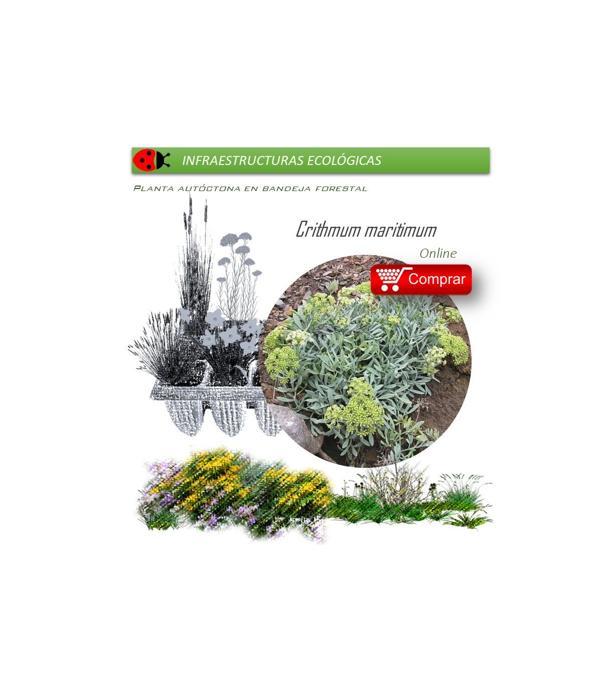 comprar Crithmum maritimum perejil de mar