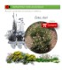 comprar cistus clusii