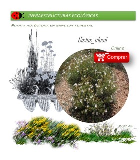 comprar cistus clusii