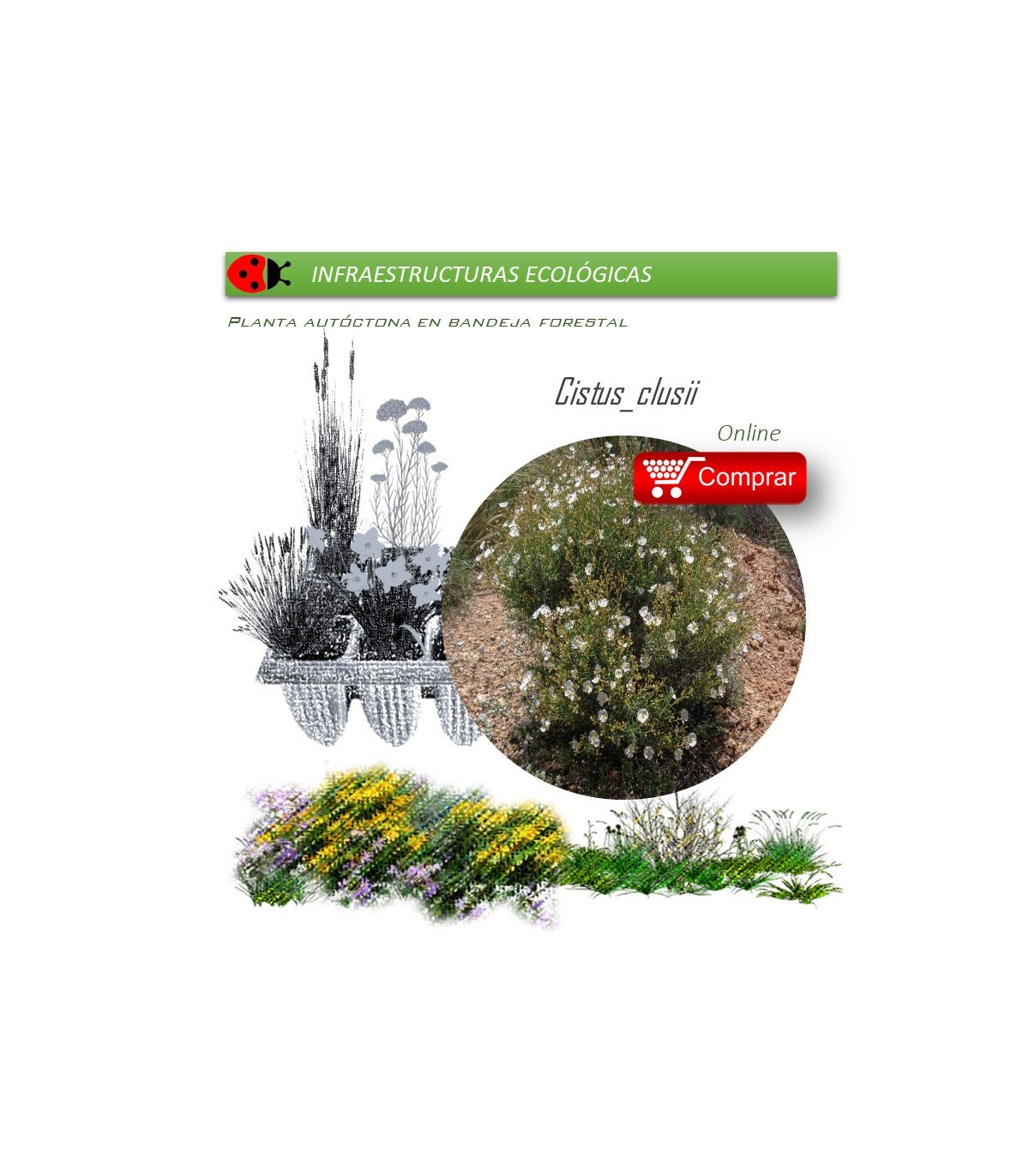 comprar cistus clusii