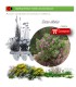 comprar cistus albidus en bandeja forestal