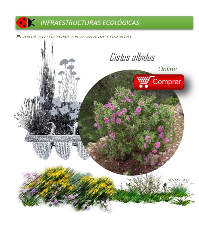 comprar cistus albidus en bandeja forestal