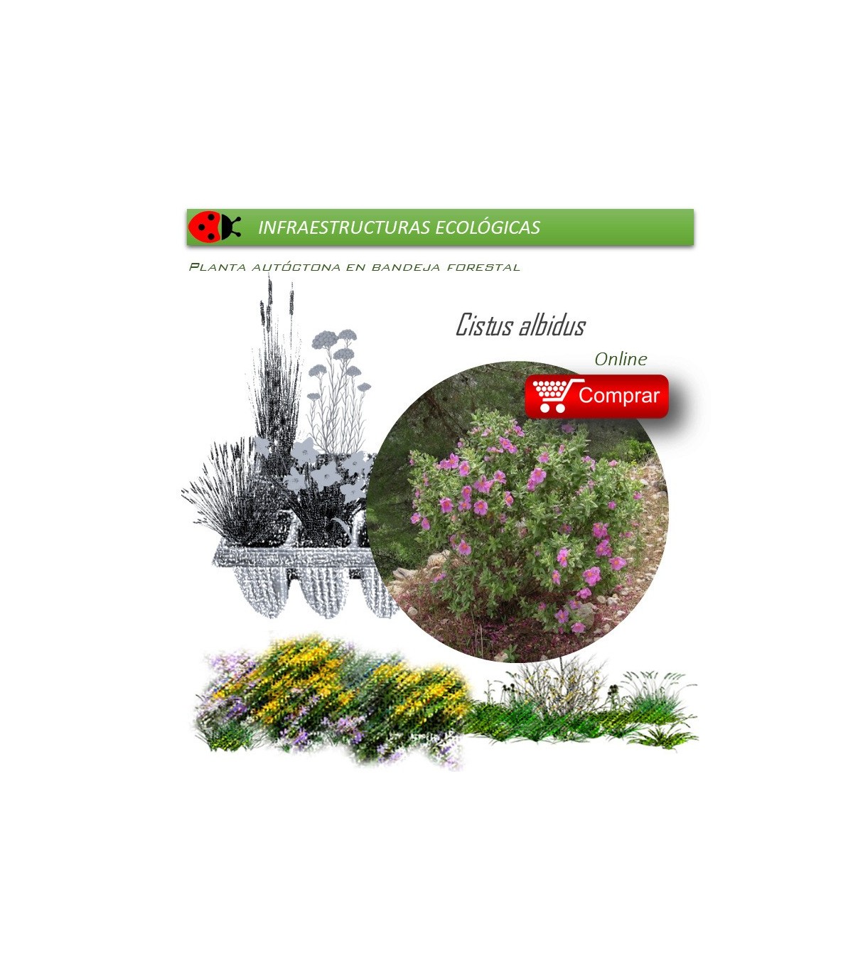 comprar cistus albidus en bandeja forestal