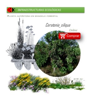 Comprar alcaparra en bandeja