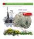 comprar Atriplex glauca