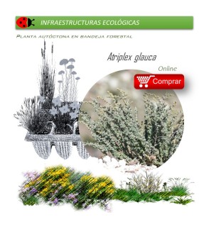 comprar Atriplex glauca
