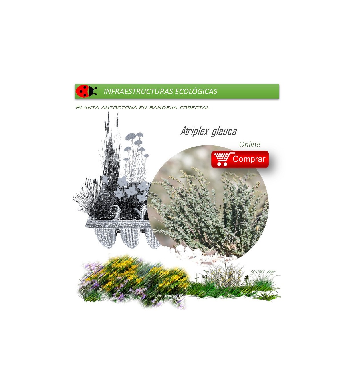comprar Atriplex glauca
