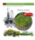Comprar asteriscus maritimus