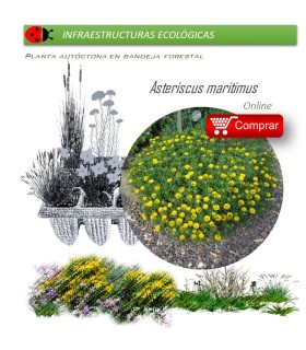 Comprar asteriscus maritimus