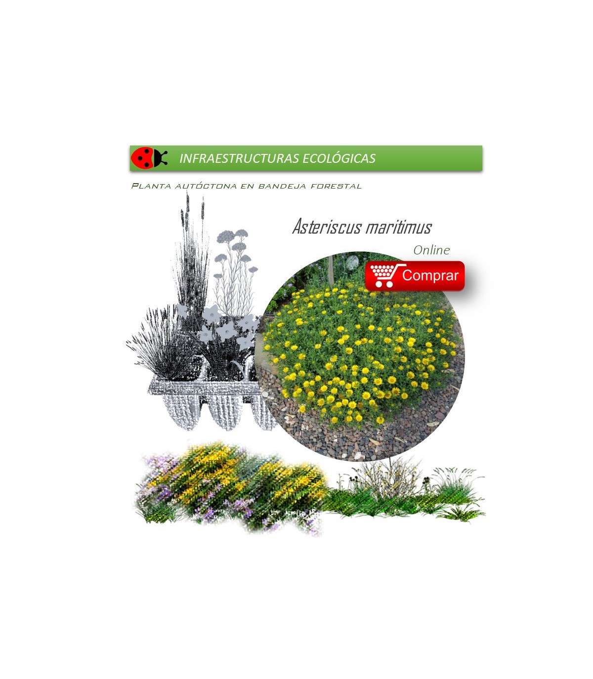 Comprar asteriscus maritimus