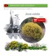 comprar Genista umbellata