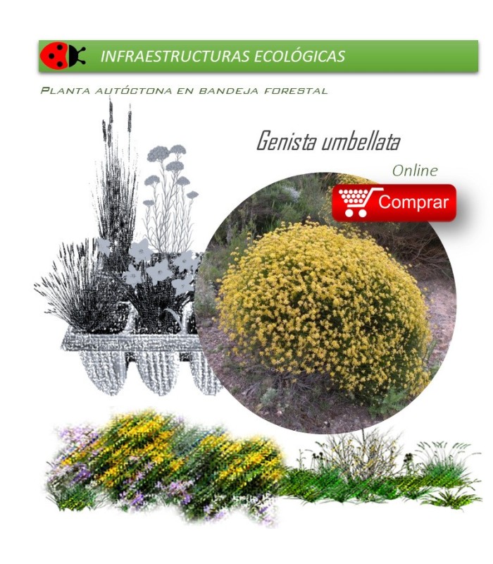 comprar Genista umbellata
