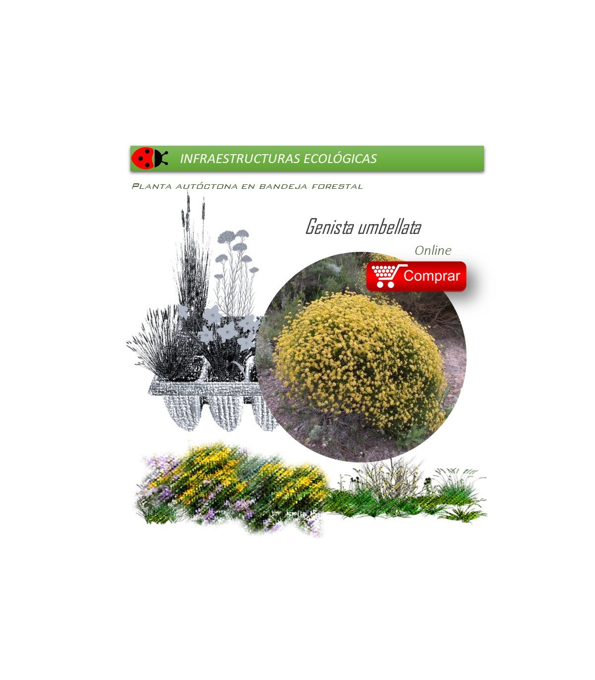 comprar Genista umbellata
