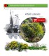 Anthyllis cytisoides (Albaida) AF35