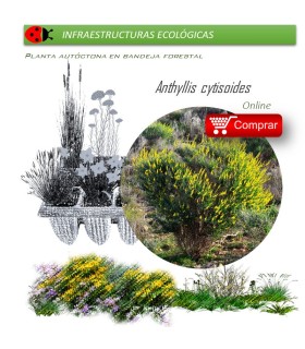 Anthyllis cytisoides (Albaida) AF35