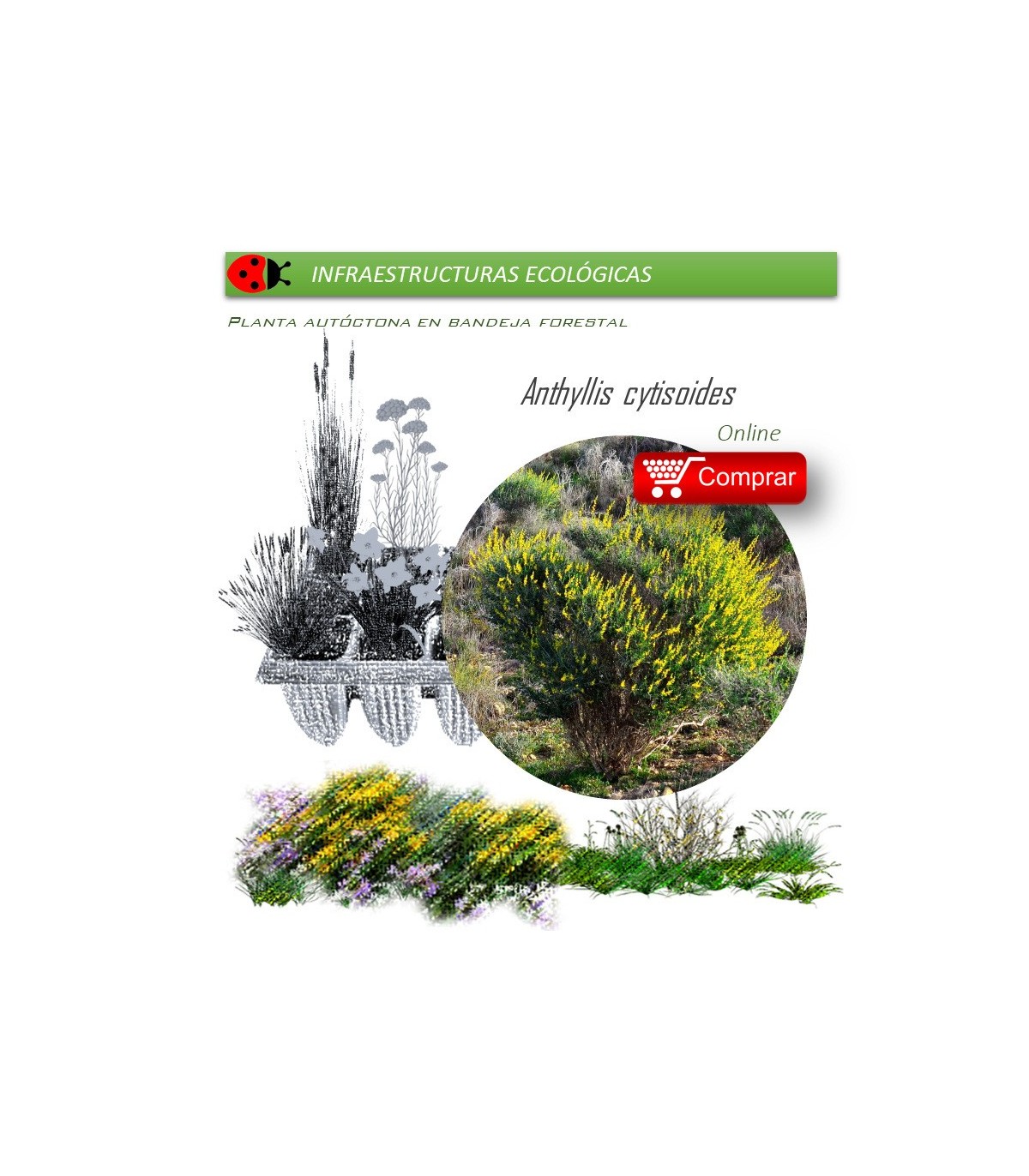 Anthyllis cytisoides (Albaida) AF35
