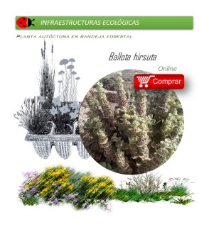 comprar marrubio ballota hirsuta