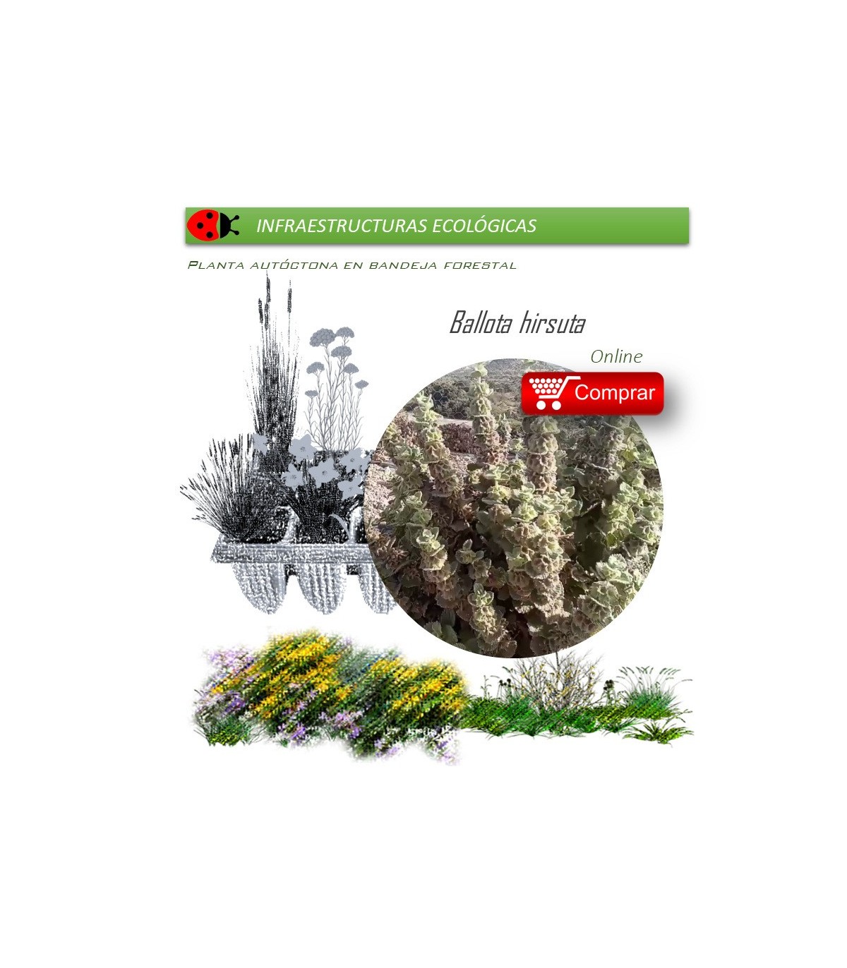 comprar marrubio ballota hirsuta