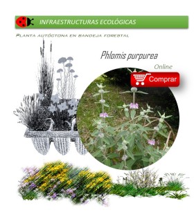 PHLOMIS PURPUREA matagallos BF x 45 Ud