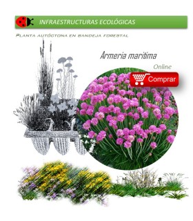 ARMERIA MARITIMA claver de mar BF X 40 Ud