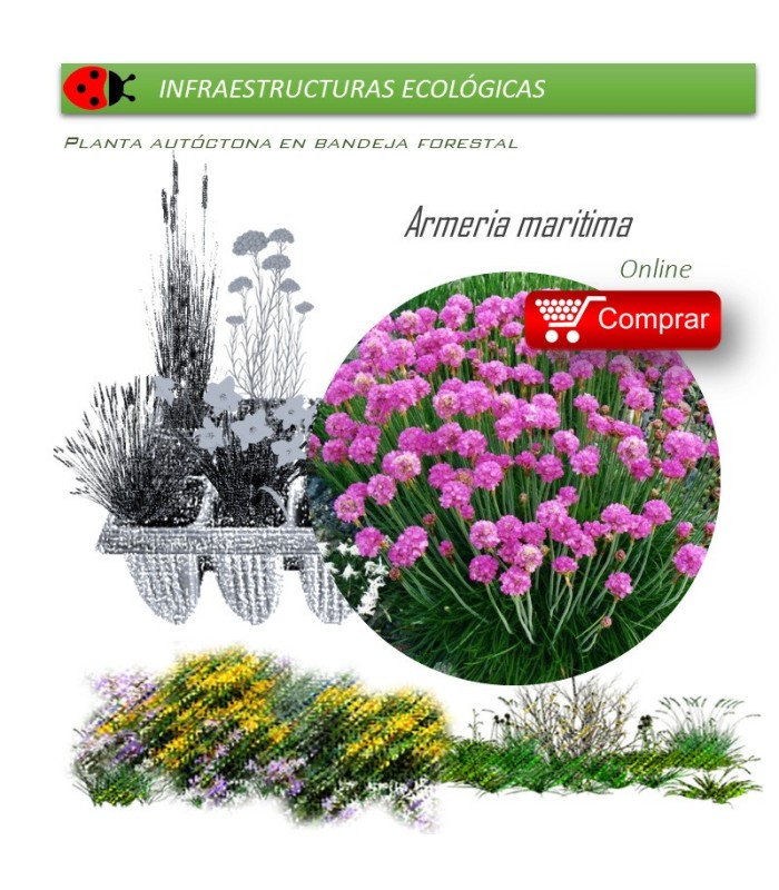 ARMERIA MARITIMA claver de mar BF X 40 Ud