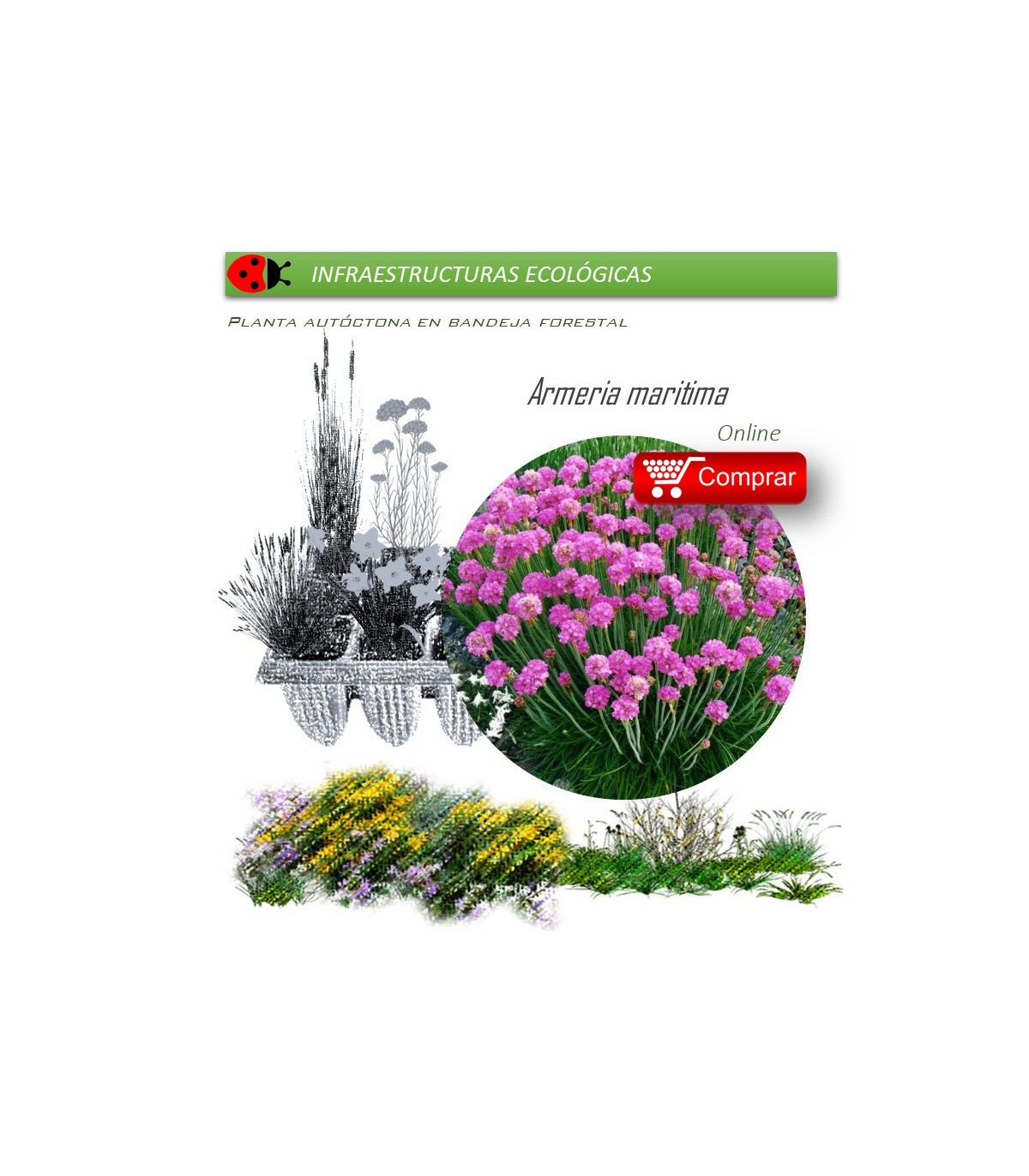 ARMERIA MARITIMA claver de mar BF X 40 Ud