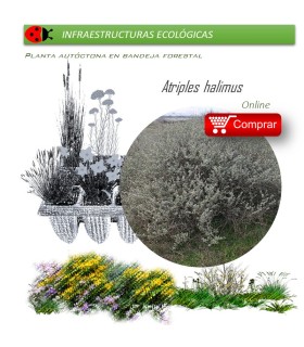 ATRIPLEX HALIMUS salao blanco BF x 45 Ud