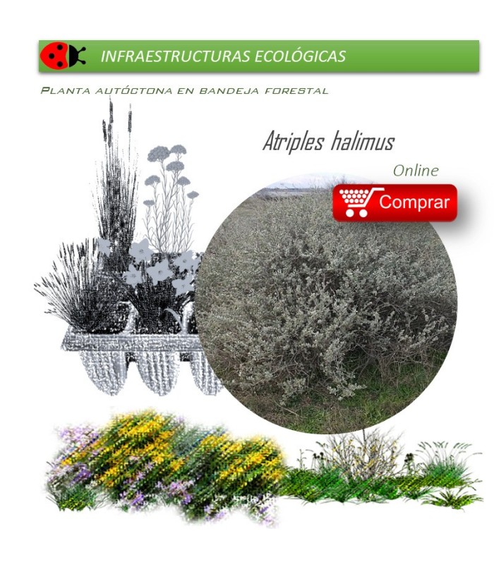 ATRIPLEX HALIMUS salao blanco BF x 45 Ud