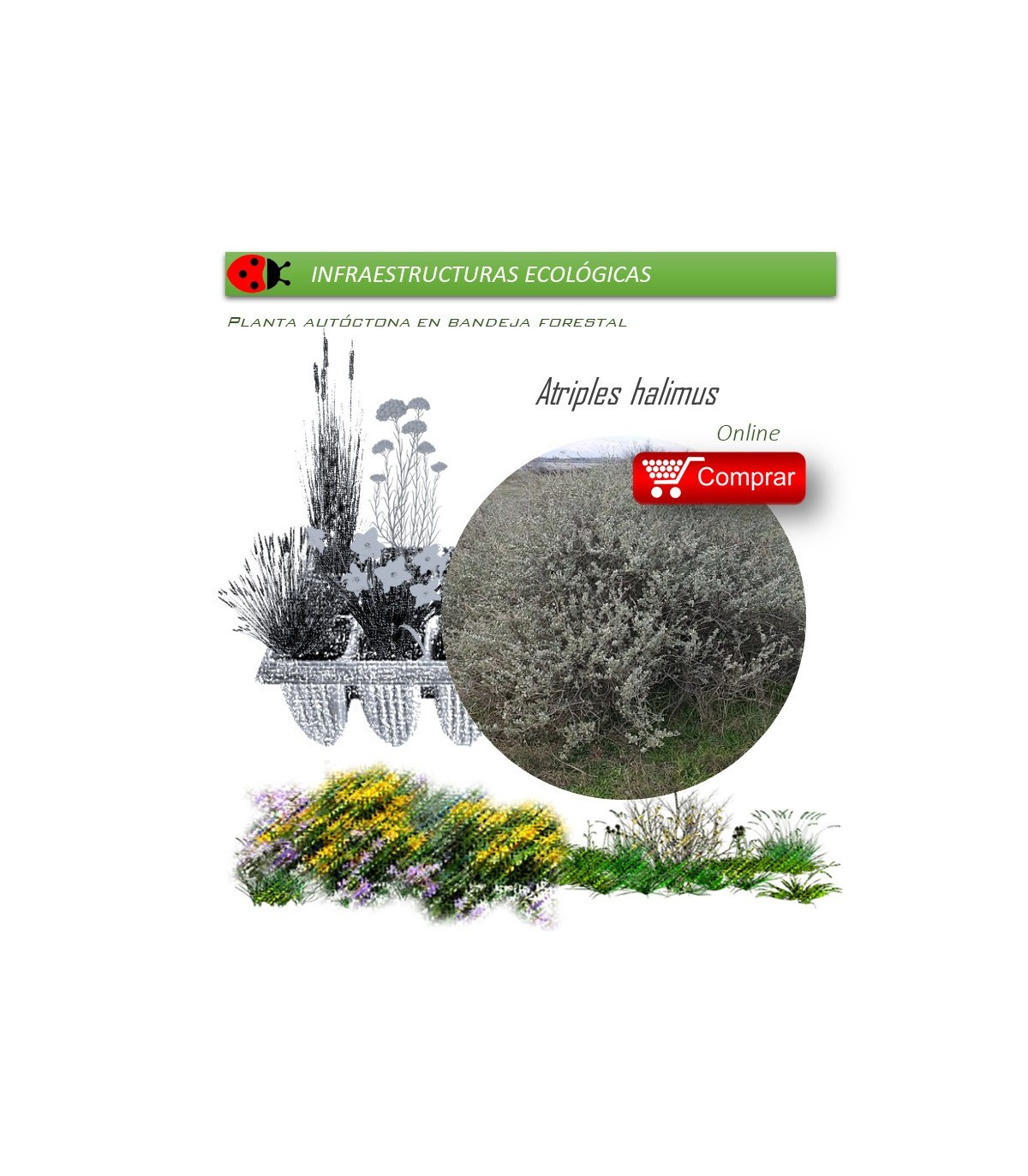 ATRIPLEX HALIMUS salao blanco BF x 45 Ud