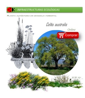 CELTIS AUSTRALIS almez BF x 45 Ud