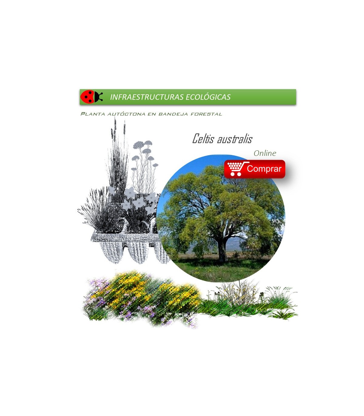 CELTIS AUSTRALIS almez BF x 45 Ud