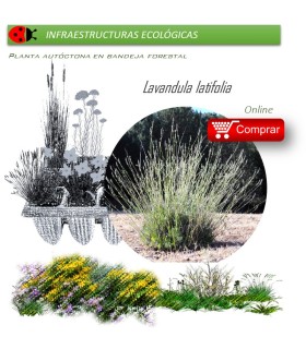 LAVANDULA LATIFOLIA lavanda BF x 45 Ud