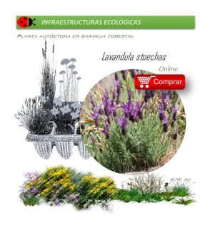 LAVANDULA STOECHAS cantueso BF X 35 Ud