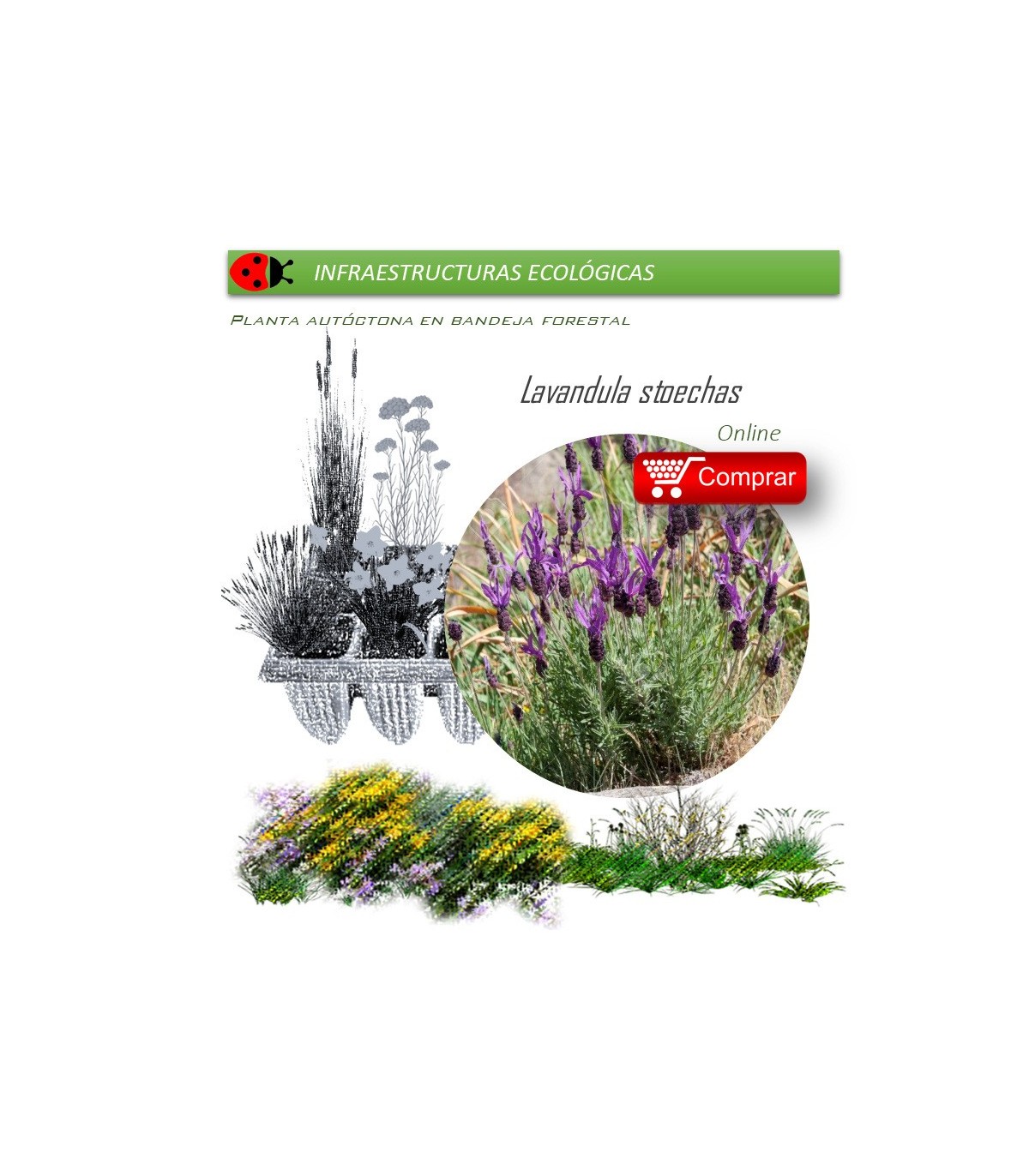 LAVANDULA STOECHAS cantueso BF X 35 Ud