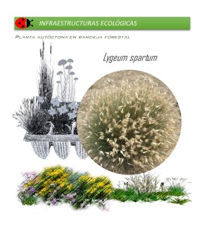 LYGEUM SPARTUM albardín BF x 45 Ud