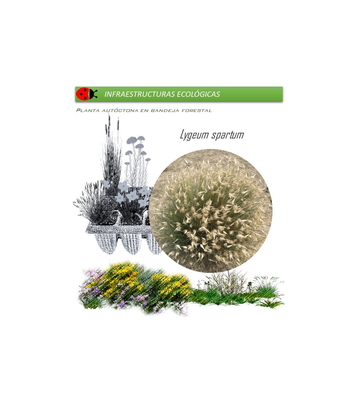 LYGEUM SPARTUM albardín BF x 45 Ud